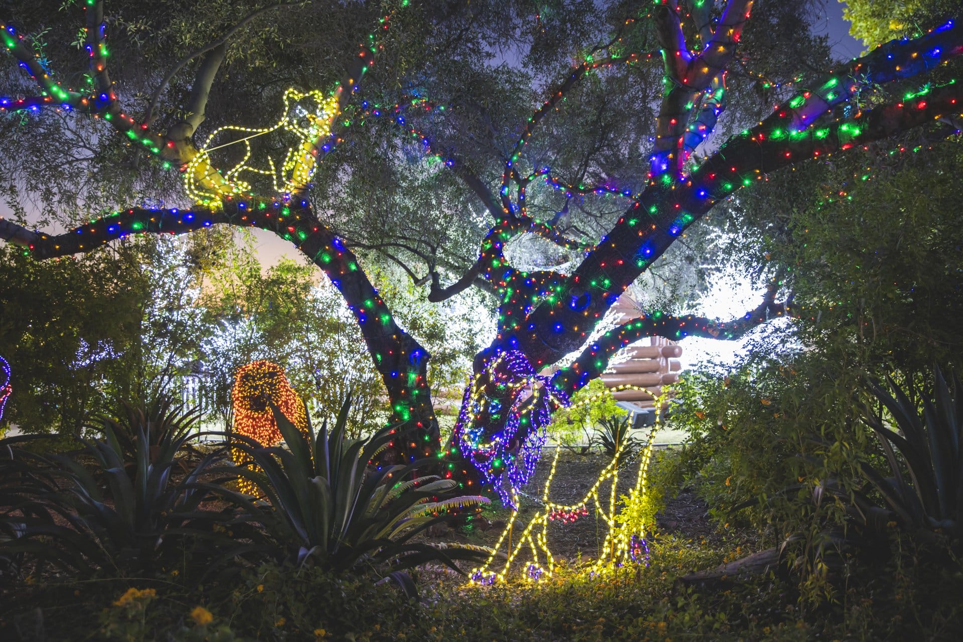 Trees aglow at Zoolights at The Phoenix Zoo.