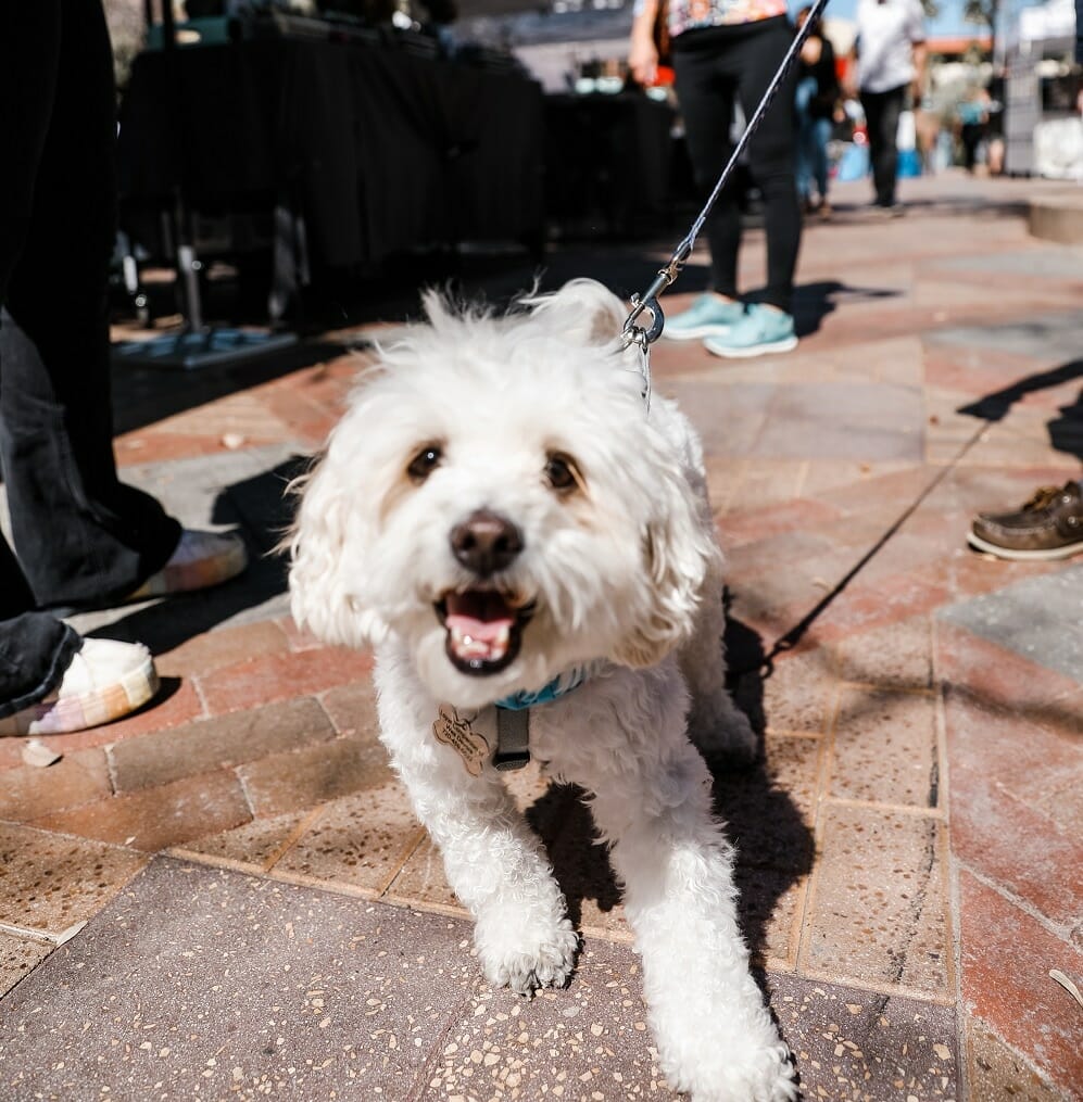 Dog friendly 6th Street Market Downtown Tempe