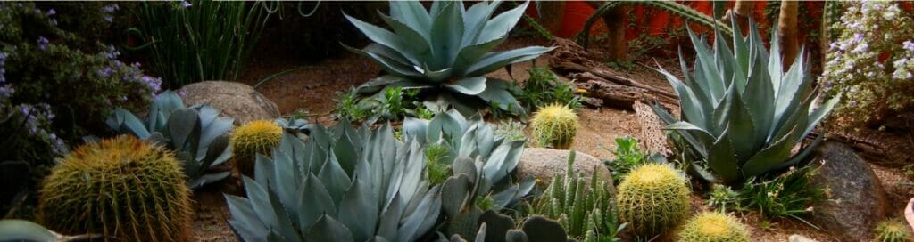 Central Arizona Cactus and Succulents Society