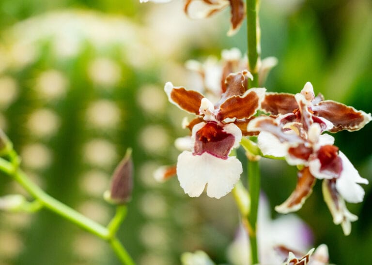 Orchid Fever at Desert Botanical Garden