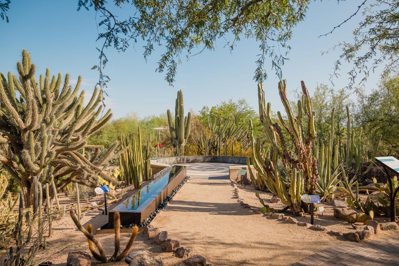 Sunset Yoga at Desert Botanical Garden