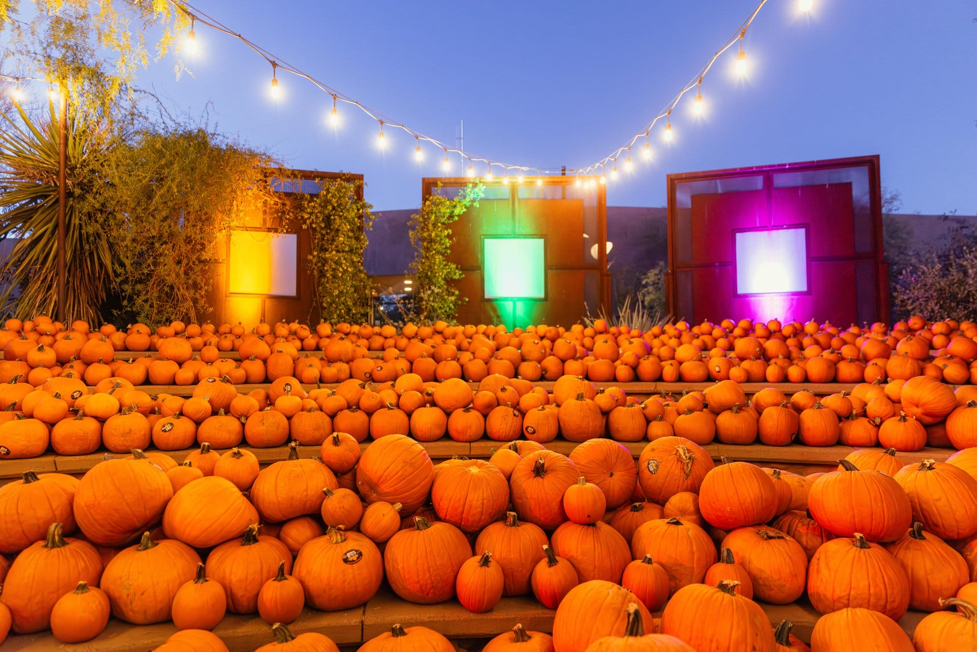 Pumkins under string lights of Strange Garden.