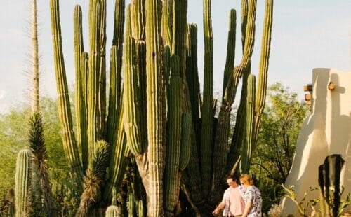 Desert Botanical Garden