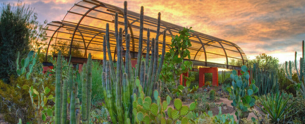 Desert Botanical Garden Cactus Garden