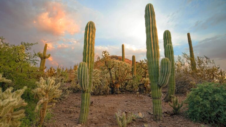 Mother’s Day at Desert Botanical Garden