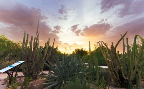 Desert Botanical Garden