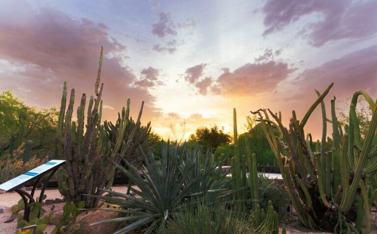 Desert Sol at Desert Botanical Garden