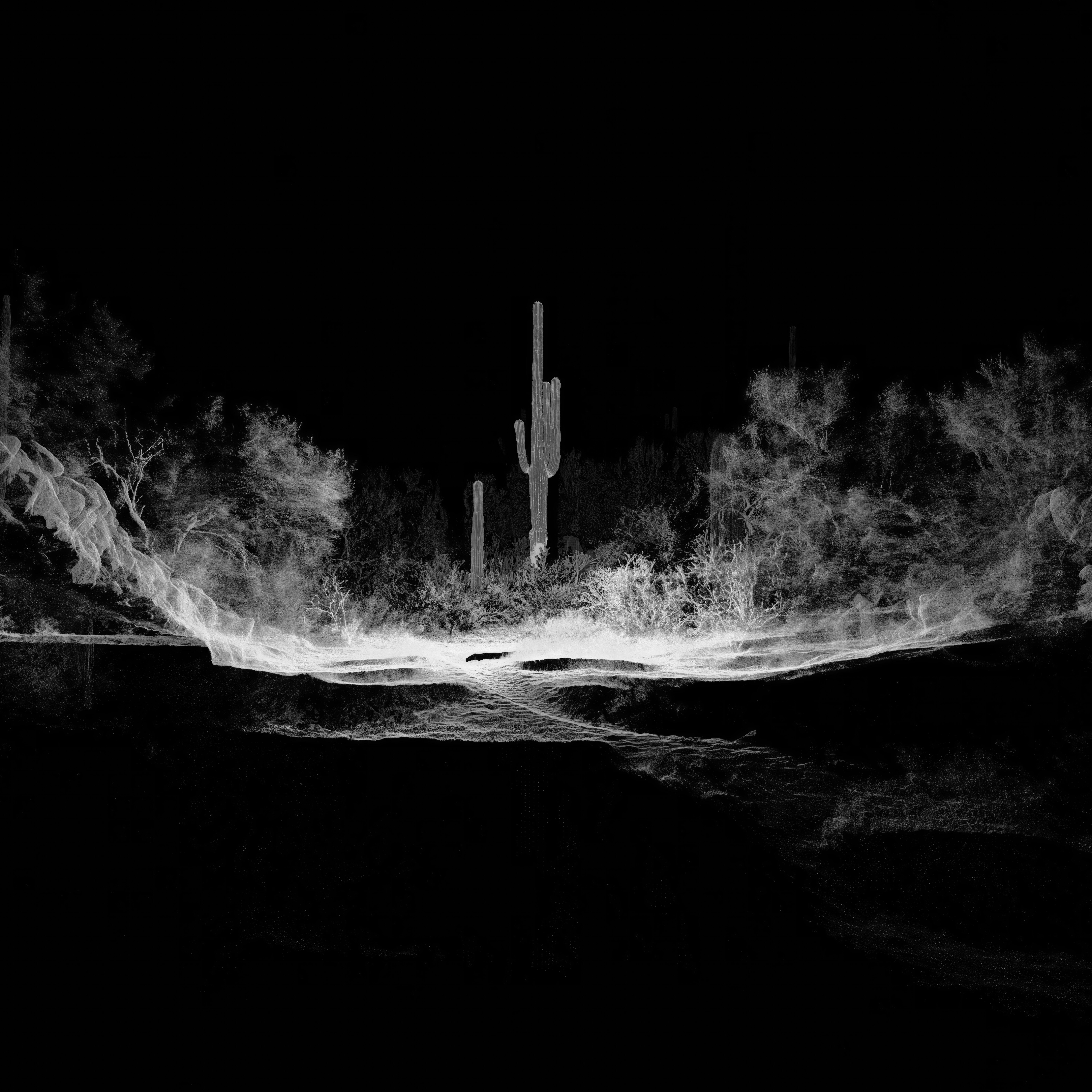 Desert Pulse at Desert Botanical Garden 25-26