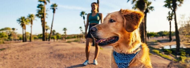 Best Pet-Friendly Hotels in Tempe