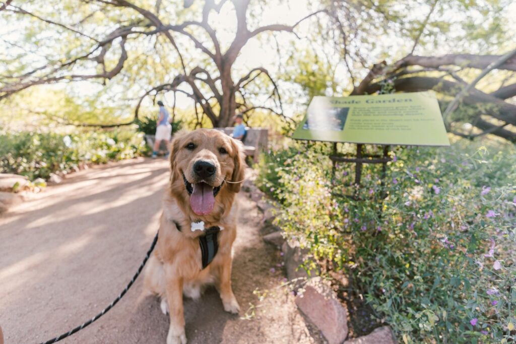Dog day at Desert Botanical Garden