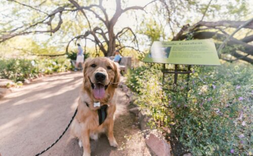 Dog day at Desert Botanical Garden
