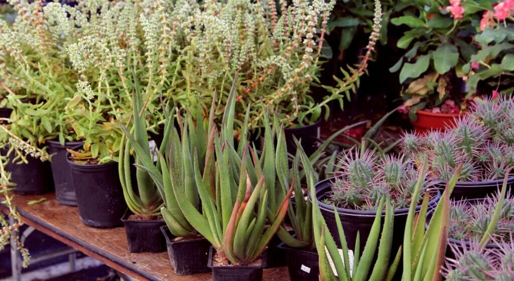 Fall Plant Sale at Desert Botanical Garden