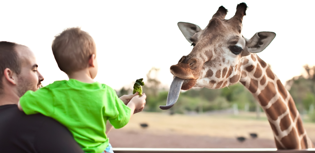 Family Fun Phoenix Zoo