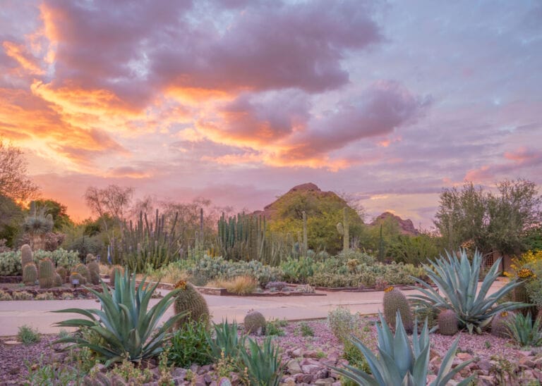 Sunset Yoga at Desert Botanical Garden