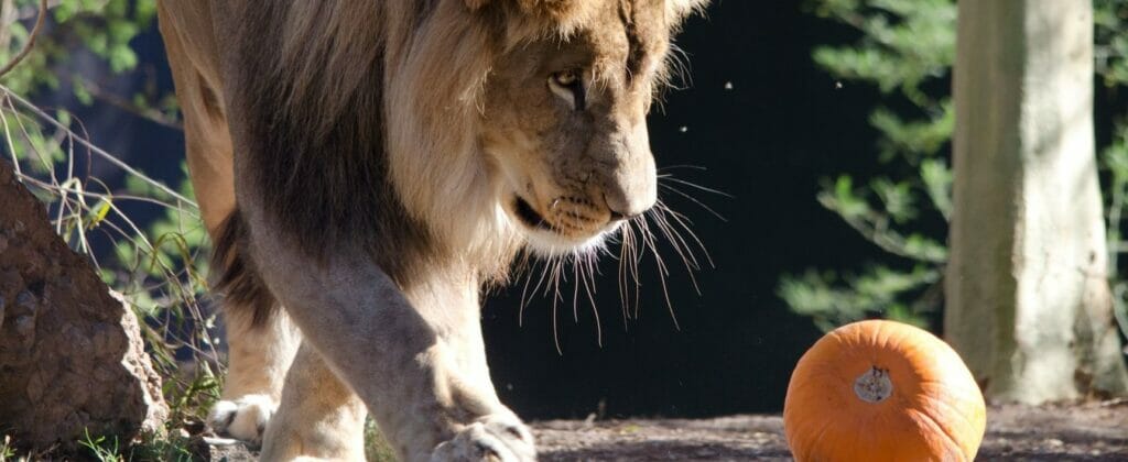 Howl-O-Ween at Phoenix Zoo