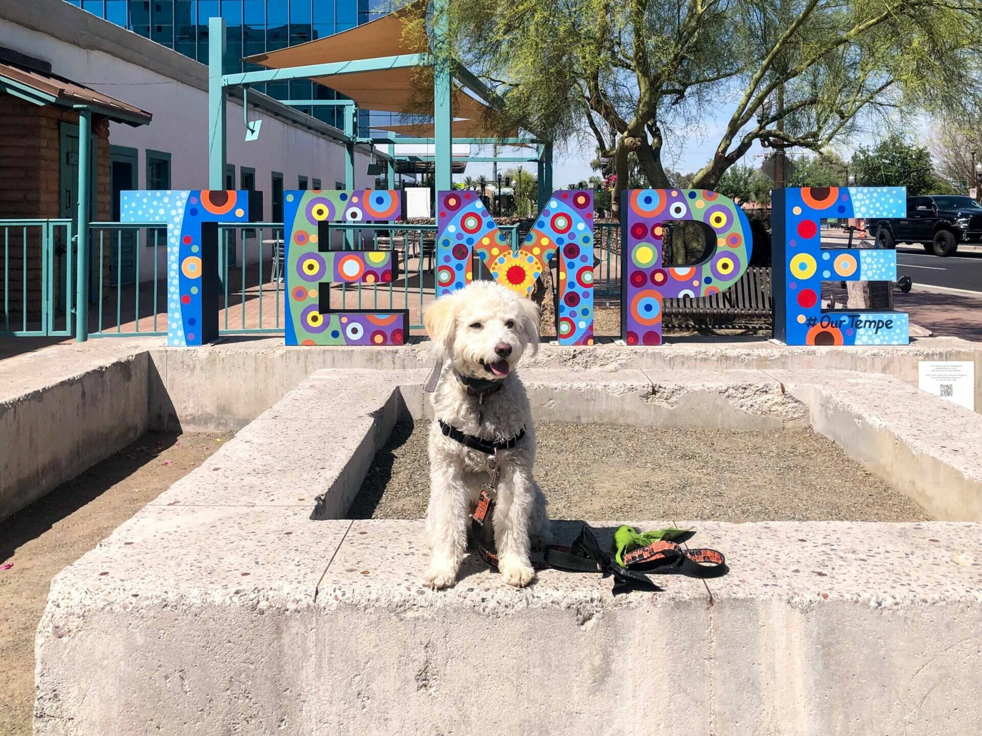 Dog at Our Tempe Art sign
