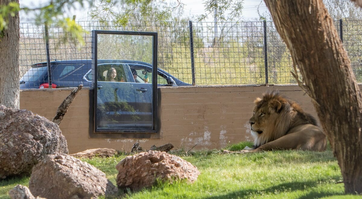 Cruise The Zoo At The Phoenix Zoo Tempe Tourism Cruise The Zoo At The Phoenix Zoo Tempe Tourism