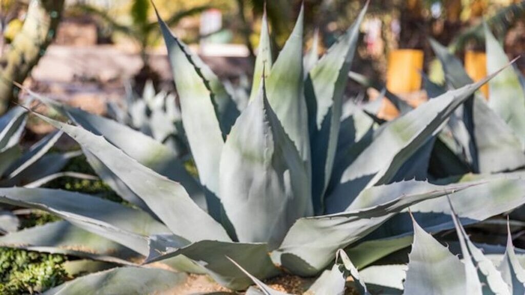 Plant Sale at Desert Botanical Garden