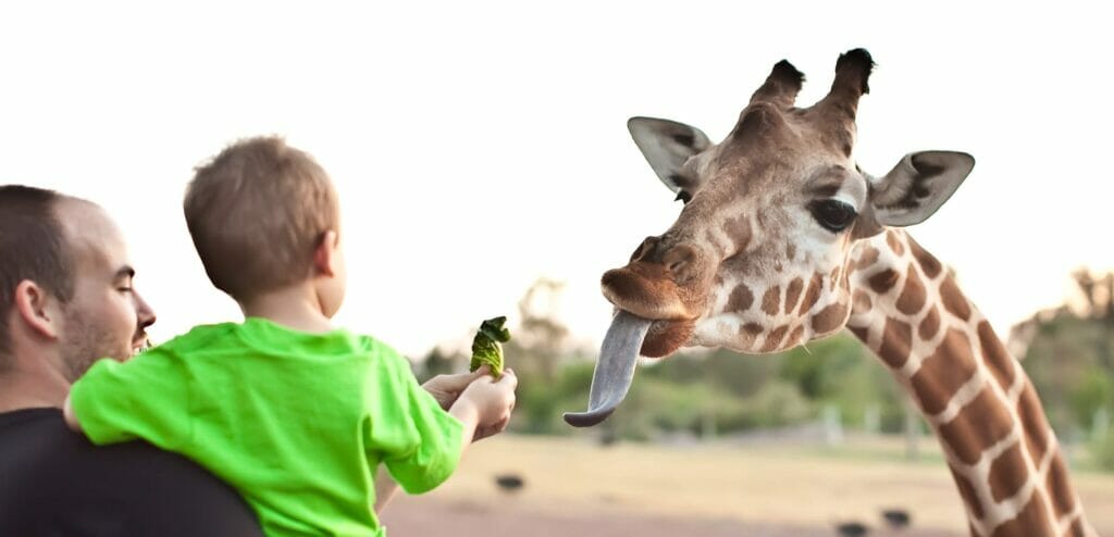 The Phoenix Zoo
