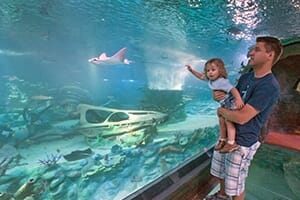 SEA LIFE Arizona Aquarium