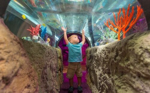 SEA LIFE Arizona Aquarium