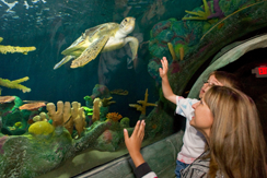 Sea Life Arizona Aquarium