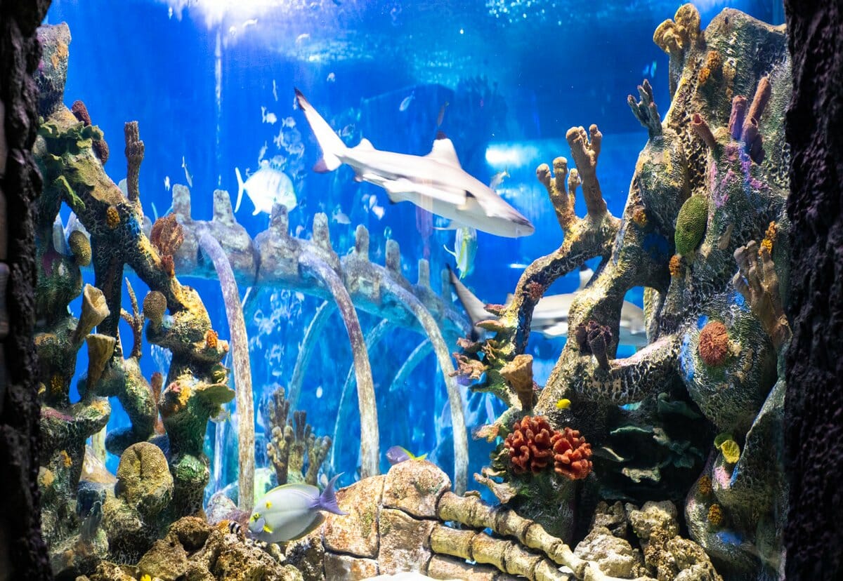 Shark Week at SEA LIFE Arizona Aquarium Tempe Tourism