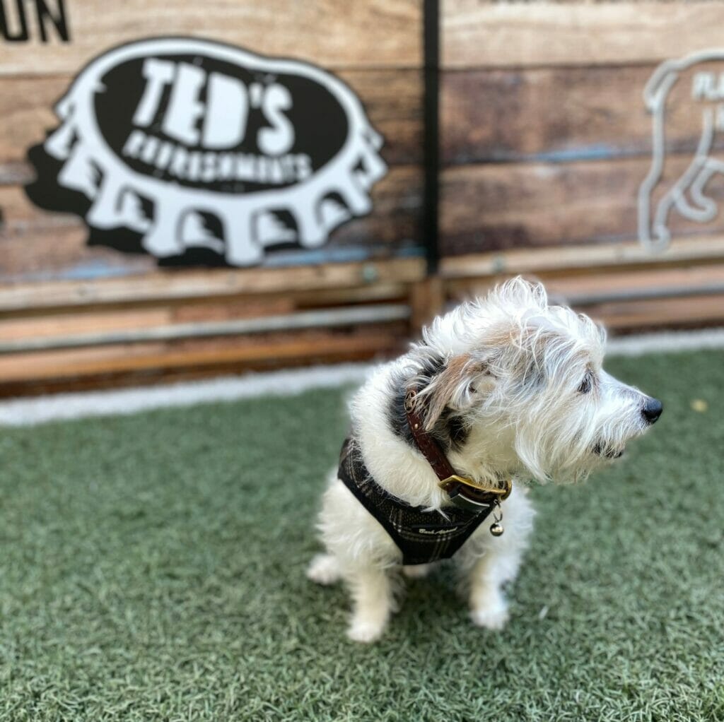 Teds Refreshments dog friendly patio