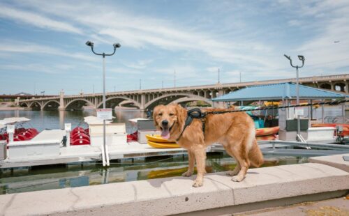 Tempe Beach Park with dog