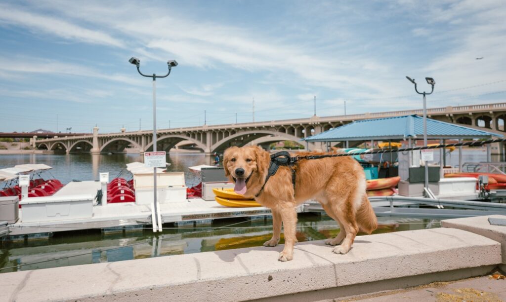 Tempe Town Lake and Tempe Beach Park with dog