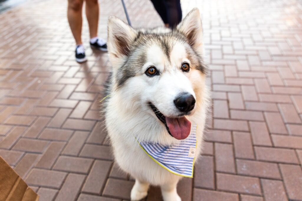 Tempe Marketplace Dog Friendly Shopping Center