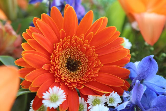 Watson’s Flowers